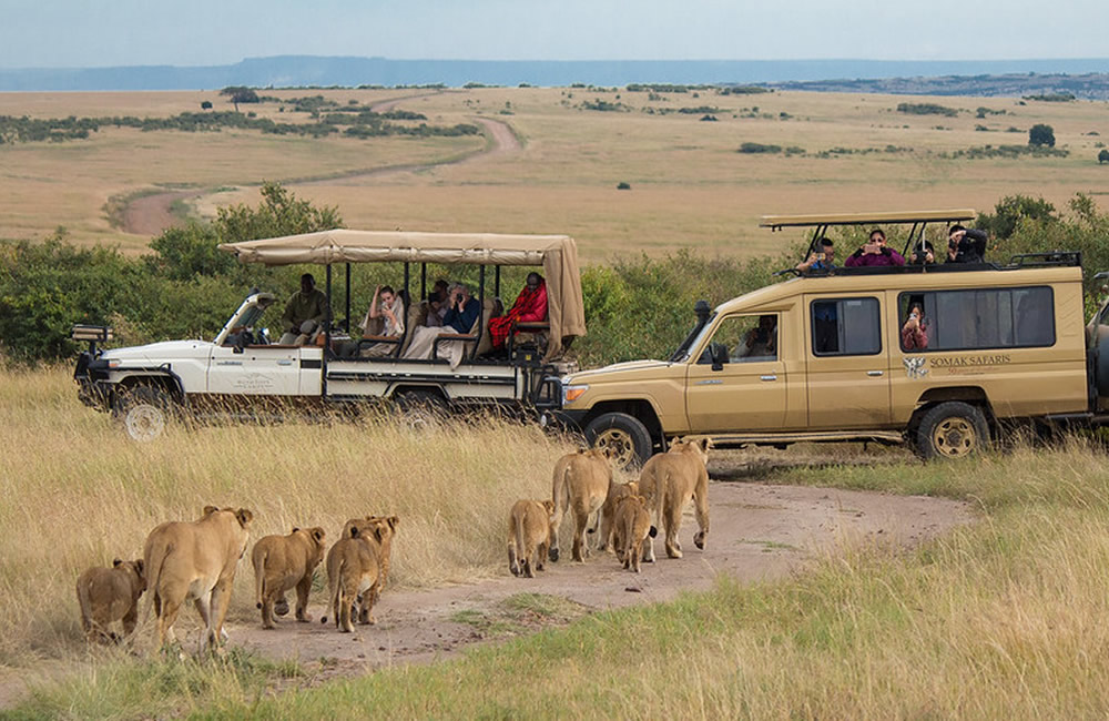 Top 5 Destinations to Enjoy an African Safari